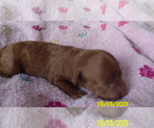 Poodle (Toy) Puppy for sale in DULUTH, GA, USA