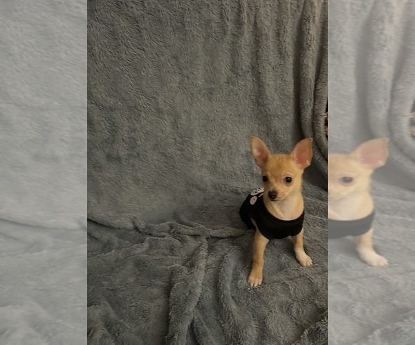 Medium Photo #1 Chihuahua Puppy For Sale in PHILADELPHIA, PA, USA