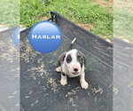 Small Mutt