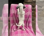 Small #2 Dalmatian