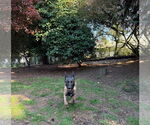 Small #12 German Shepherd Dog Mix