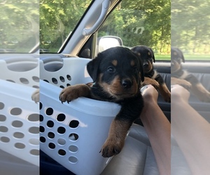 Rottweiler Puppy for sale in GOSHEN, IN, USA