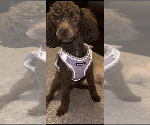 Medium Photo #1 Poodle (Toy) Puppy For Sale in HOUSTON, TX, USA