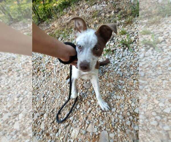 Medium Photo #4 Mutt Puppy For Sale in Foristell, MO, USA