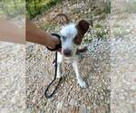 Small #3 Mutt