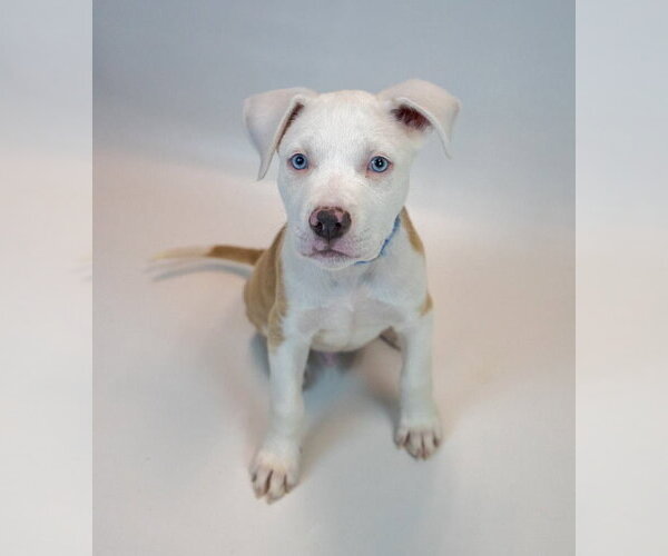 Medium Photo #6 Bulldog-Unknown Mix Puppy For Sale in Kennesaw, GA, USA