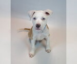 Small #5 Bulldog Mix
