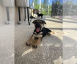 Small Photo #24 German Shepherd Dog Puppy For Sale in LEHIGH ACRES, FL, USA