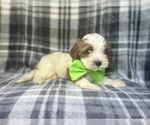 Small #3 Cavapoo