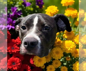 Medium American Pit Bull Terrier