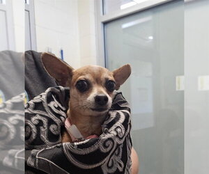 Chihuahua Dogs for adoption in Pueblo, CO, USA