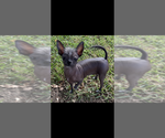 Small Photo #1 Chihuahua Puppy For Sale in ROCKWALL, TX, USA