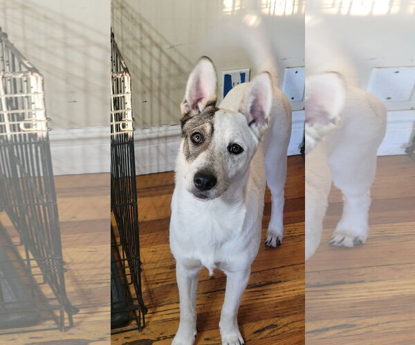 Medium Photo #9 Siberian Husky-Unknown Mix Puppy For Sale in Sandy, UT, USA