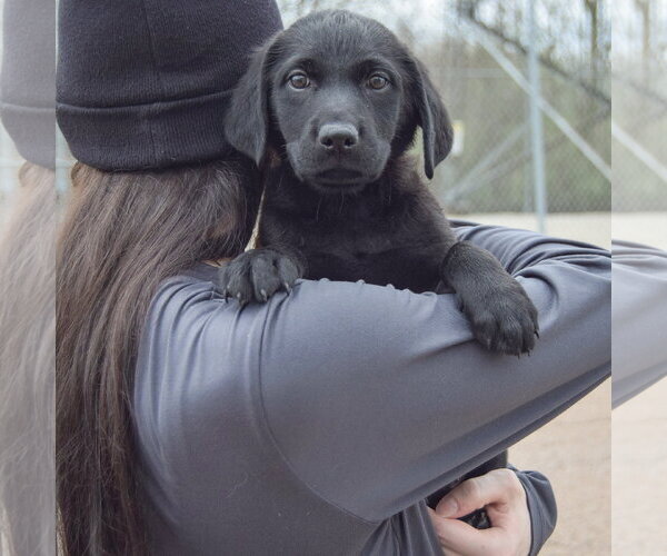 Medium Photo #4 Mutt Puppy For Sale in Huntley, IL, USA