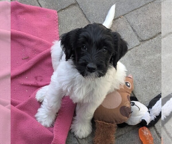 Medium Photo #1 Double Doodle Puppy For Sale in CHULA VISTA, CA, USA