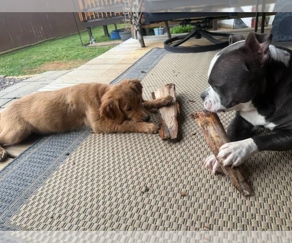Medium Photo #4 American Pit Bull Terrier Puppy For Sale in Evansville, IN, USA