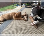 Small #3 American Pit Bull Terrier