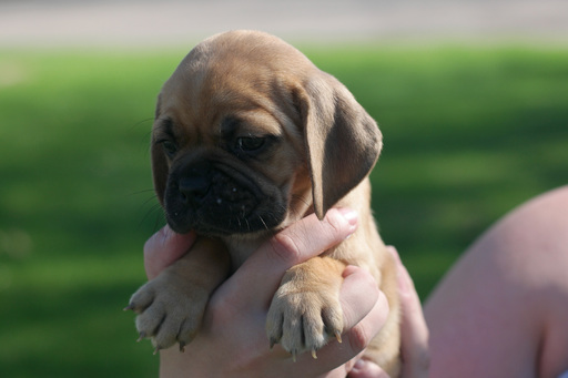 Medium Photo #1 Puggle Puppy For Sale in SHAKOPEE, MN, USA