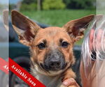 Small German Shepherd Dog Mix