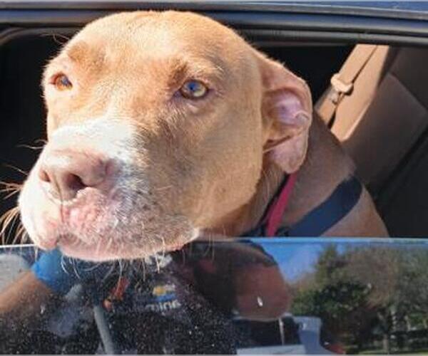 Medium Photo #1 American Staffordshire Terrier Puppy For Sale in Fort Lauderdale, FL, USA