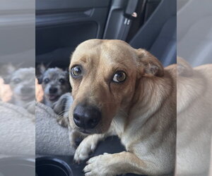 Canelo - Male Chiweenie Dog for Adoption - Photo #6