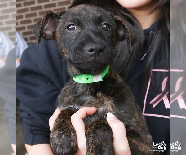 Medium Photo #6 Labrador Retriever-Unknown Mix Puppy For Sale in Washington, DC, USA