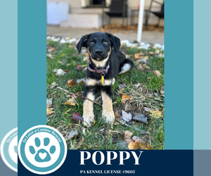 German Shepherd Dog-Unknown Mix Dogs for adoption in Kimberton, PA, USA