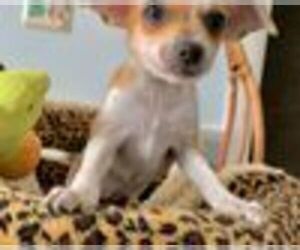 Chihuahua Puppy for sale in RICHMOND, MI, USA