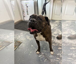 Boxer Dogs for adoption in Linton, IN, USA
