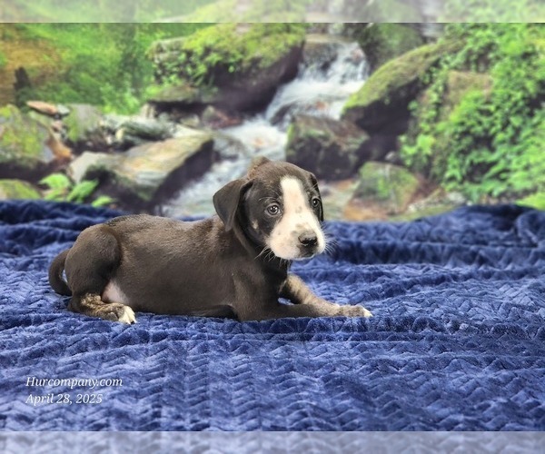 Medium Photo #4 Catahoula Leopard Dog Puppy For Sale in CUMBY, TX, USA