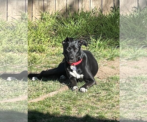 Medium Photo #12 German Shepherd Dog-Unknown Mix Puppy For Sale in Escondido, CA, USA