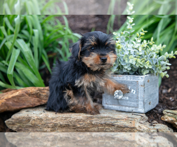 Medium Photo #18 Yorkshire Terrier Puppy For Sale in QUARRYVILLE, PA, USA