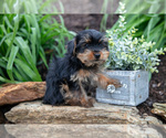 Small Photo #18 Yorkshire Terrier Puppy For Sale in QUARRYVILLE, PA, USA