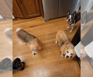 Rhee - Female Beagle Dog for Adoption - Photo #2