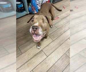 Mutt Dogs for adoption in Rowlett, TX, USA