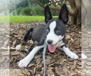 American Pit Bull Terrier-Huskies  Mix Dogs for adoption in The Woodlands, TX, USA