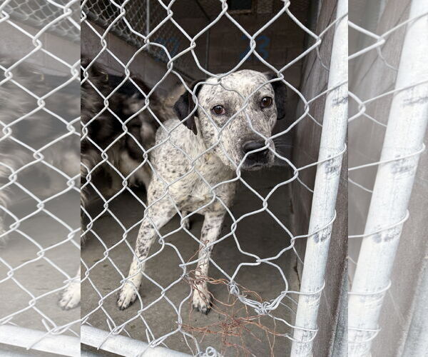 Medium Photo #3 Mutt Puppy For Sale in Las Vegas, NM, USA