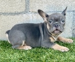 Small Photo #10 French Bulldog Puppy For Sale in KANSAS CITY, MO, USA