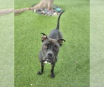 Small #18 American Pit Bull Terrier Mix