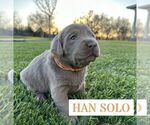 Puppy Hon Solo Labrador Retriever