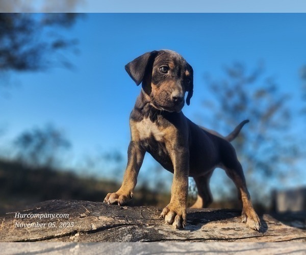 Medium Photo #6 Catahoula Leopard Dog Puppy For Sale in CUMBY, TX, USA