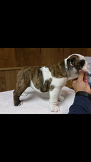 English Bulldog Puppy for sale in PERTH AMBOY, NJ, USA