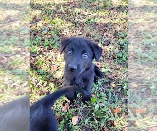 Medium Photo #8 German Shepherd Dog Puppy For Sale in BURLESON, TX, USA