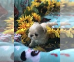 Small Photo #5 Shih Tzu Puppy For Sale in MILTON, FL, USA