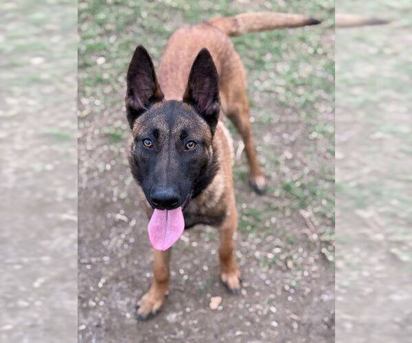 Medium Photo #1 Mutt Puppy For Sale in Riverside, CA, USA