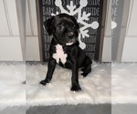 Puppy Darla Boxer