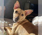 Small #1 Chihuahua Mix