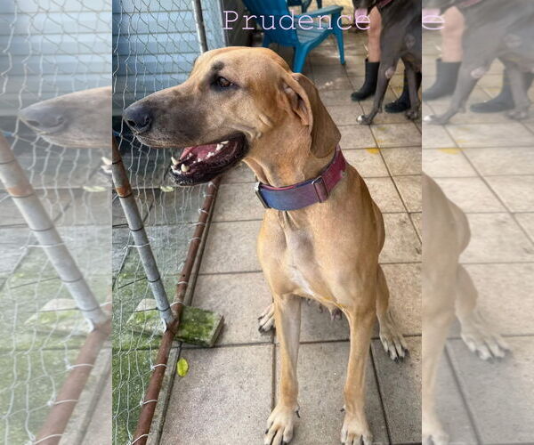 Medium Photo #1  Puppy For Sale in , 