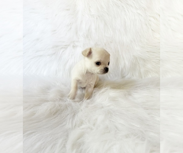 Medium Photo #5 Chihuahua Puppy For Sale in SACRAMENTO, CA, USA