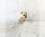 Small #4 Chihuahua